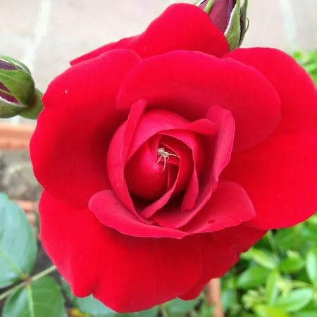 Konukevi Ciro's House Olbia