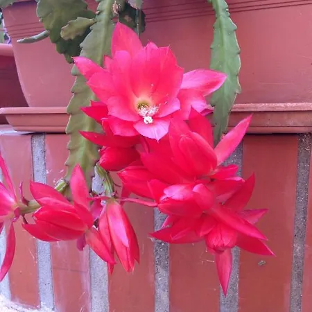 Vendégház Ciro's House Olbia